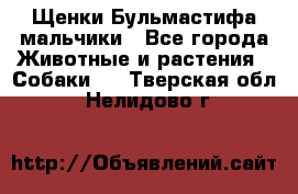 Щенки Бульмастифа мальчики - Все города Животные и растения » Собаки   . Тверская обл.,Нелидово г.